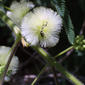 Acacia angustissima (Fabaceae) - inflorescence - whole - unspecified