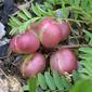 Astragalus bibullatus (Fabaceae) - fruit - as borne on the plant