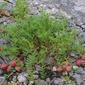 Astragalus bibullatus (Fabaceae) - whole plant - in fruit