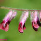 البيقية البنغالية // البيقية المعنًقدة المحمرة (الاسم العلمي: Vicia benghalensis)