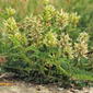 Astragalus cicer (48°07' N 16°28' E)