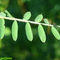 البيقية البنغالية // البيقية المعنًقدة المحمرة (الاسم العلمي: Vicia benghalensis)