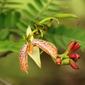 Tamarind flowers