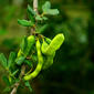 Ceratonia siliqua (Fabaceae)