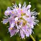 Feay's prairieclover (Dalea feayi)