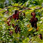 Water Locust (Gleditsia aquatica)