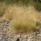 Gramínea (Festuca sp.)