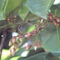 Starr-140518-0531-Derris elliptica-flower buds-Hamana Pl Haiku-Maui (24874929979).jpg