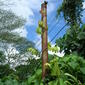 Starr-060810-8533-Derris elliptica-habit-Waimanalo-Oahu (24837924746).jpg